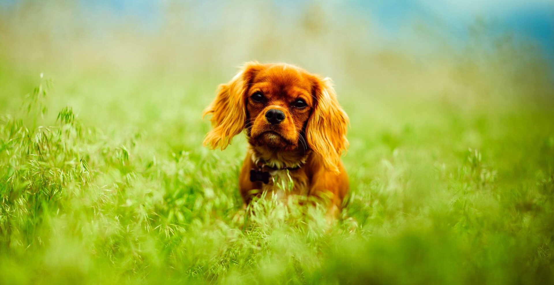 pet-friendly plants
