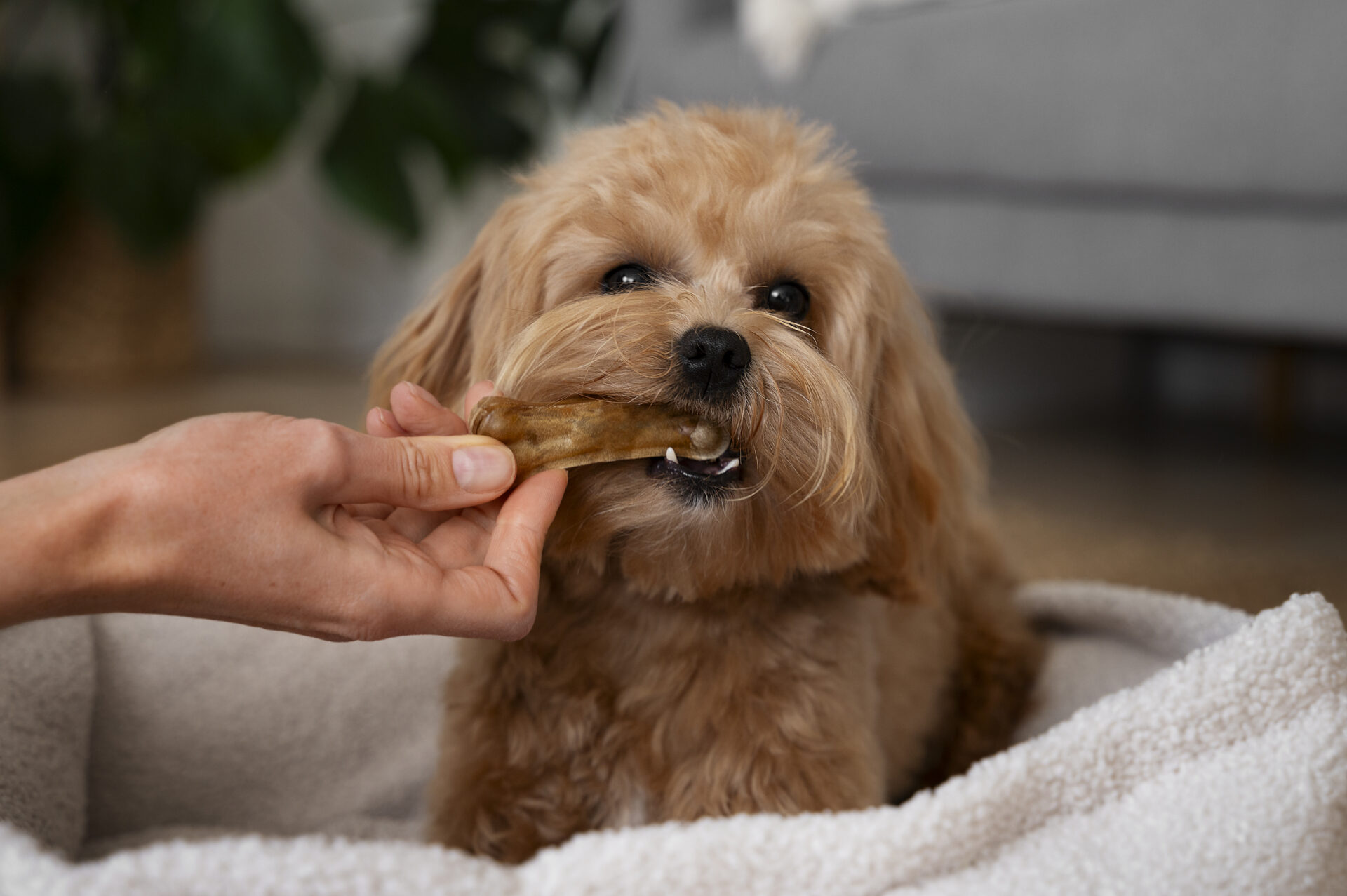 Dental Treats for Dogs